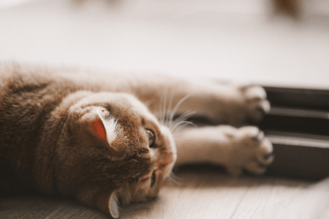 Chú mèo đang nằm nghỉ ngơi bình yên, biểu tượng cho sự chữa lành và tĩnh lặng